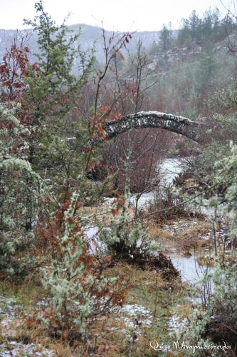 a tree branch laying on the ground in a forest at Arkefthos Mountain Hotel in Papigko