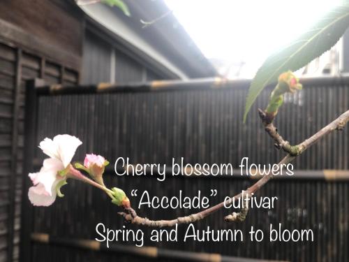 a sign that says cherry blossom flowers and associate autumn to bloom at Tomo's INN - priceless experience - in Obu
