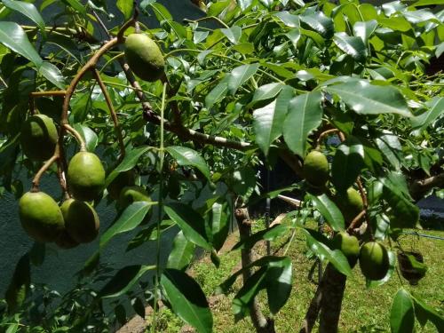 a bunch of green fruit on a tree at Serendip Villa Holiday HomeTalalla Sri Lanka in Matara