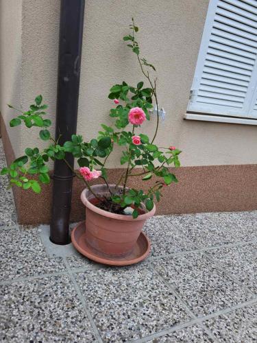 Apartments Mirjanaにある庭