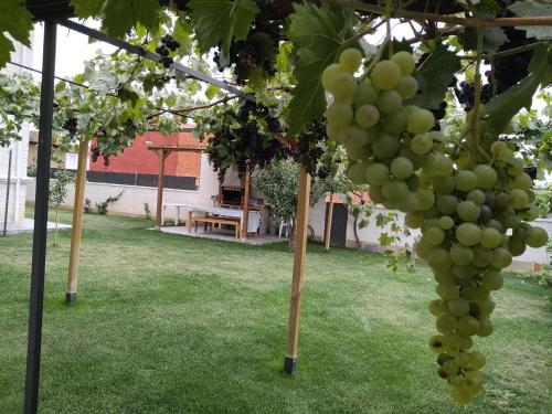 a bunch of grapes hanging from a tree at Miradoralaribera Chalet rural in Alcoba de la Ribera