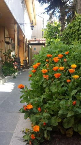 Hostal Paredisoにある庭