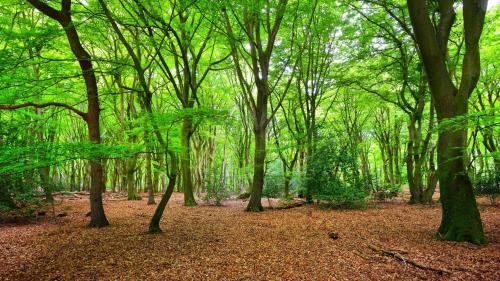 a forest of trees with leaves on the ground at Stayatsas Tiny House Julia in de bossen op de Veluwe! in Epe