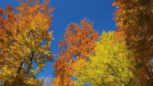 three trees in autumn colors against a blue sky at Stayatsas Tiny House Julia in de bossen op de Veluwe! in Epe