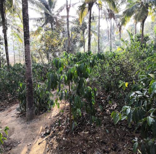 a dirt path through a forest with palm trees at Hasiru Farms Homestay by StayApart in Mudigere