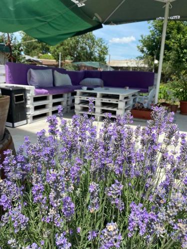 a bunch of purple flowers in a garden at Къща за гости Шишкови in Shabla