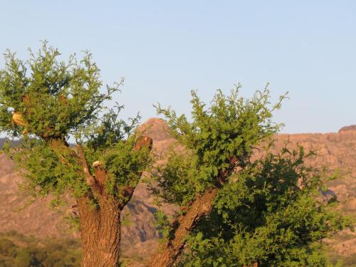 two trees standing next to each other at Los Ancares Resort in Mina Clavero
