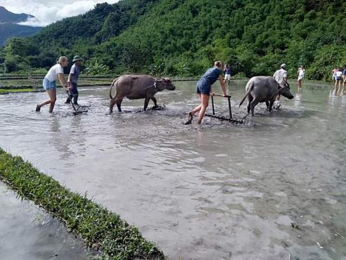 a group of people crossing a river with two animals at Mai Chau Xanh Bungalow in Mai Chau