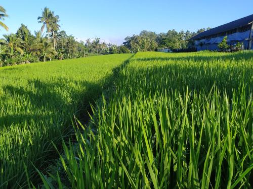 a field of green grass with a building in the background at Ranggon d'tukad in Tabanan