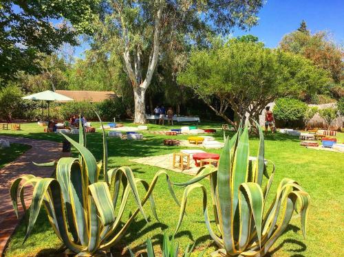 a cactus plant in the middle of a park at La Ferme Berbere Adult only in El Harkat