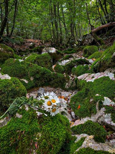 a group of flowers on rocks in a forest at Breeze Home Cottage in Cetinje