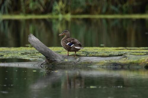 a duck standing on a log in the water at Citellus Apartman in Dunasziget