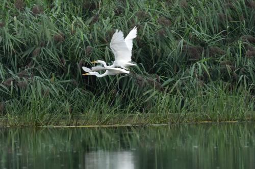 a bird flying over a body of water at Citellus Apartman in Dunasziget