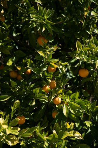 an orange tree with lots of oranges on it at Hotel Villa Giulia in Gargnano