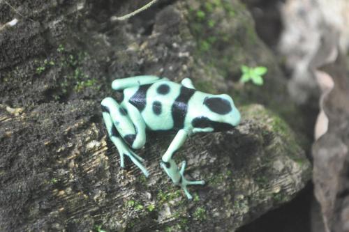 a poison dart frog sitting on a rock at Hotel El Encanto in Cahuita