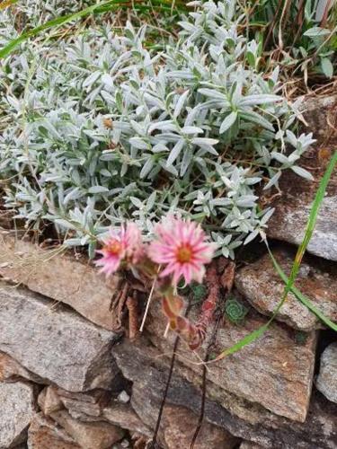 a plant with pink flowers on a stone wall at Steinhaus / Kamenny Dum in Zdíkov