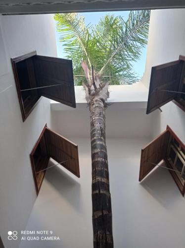 a palm tree in a room with a window at Riad Dar Badiaa in Sale