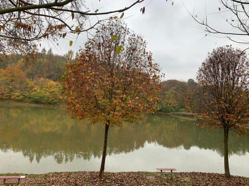 a park bench sitting next to a lake at Off mode - Erdei faház a tóparton in Komló