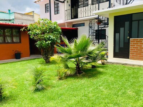 a green yard with palm trees in front of a house at Casa Flor de Vida in San Cristóbal de Las Casas