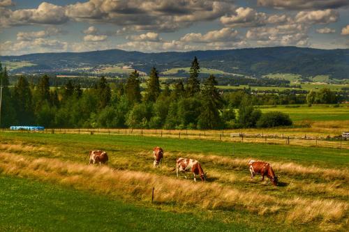 a group of cows grazing in a field at Domek u Zbyszka in Groń