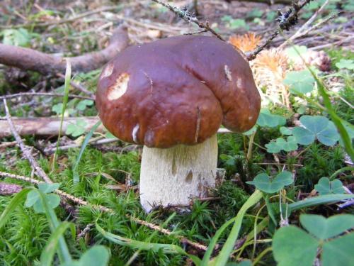 a brown and white mushroom in the grass at Chaty Jasná in Demanovska Dolina