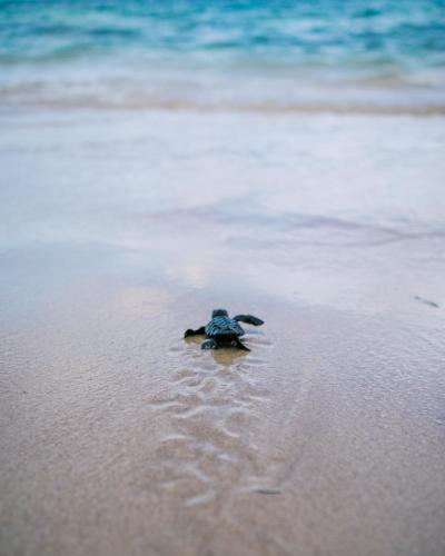 a turtle sitting on the sand on a beach at Casa Cayuco Eco-Adventure Lodge in Bocas del Toro