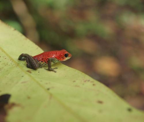 a small frog sitting on a green leaf at Casa Cayuco Eco-Adventure Lodge in Bocas del Toro