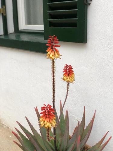 a plant with red and yellow flowers next to a building at CatsWhiskers in Graaff-Reinet