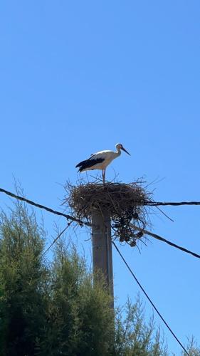a bird sitting on top of a pole at Thedreamlifehouse in Anavissos