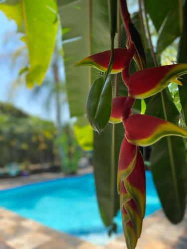 a plant with red and green leaves next to a pool at Hotel Camino Surreal Xilitla in Xilitla