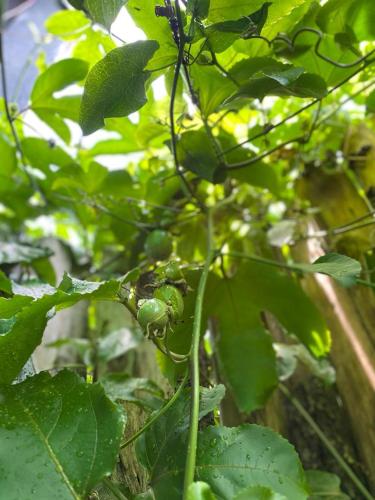 a close up of a plant with green leaves at Hotel Camino Surreal Xilitla in Xilitla