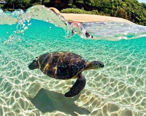 a green sea turtle swimming in a swimming pool at Sun Island in Puerto Villamil