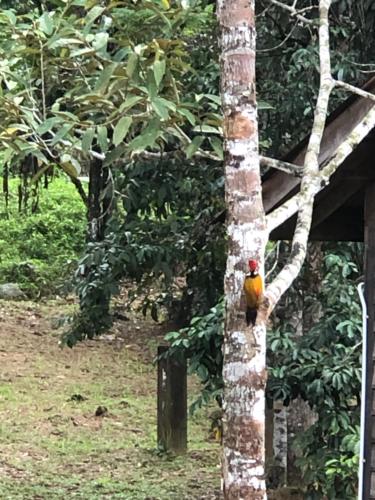a bird perched on the side of a tree at MyDusun Chalet, Taiping, Perak, Malaysia in Taiping