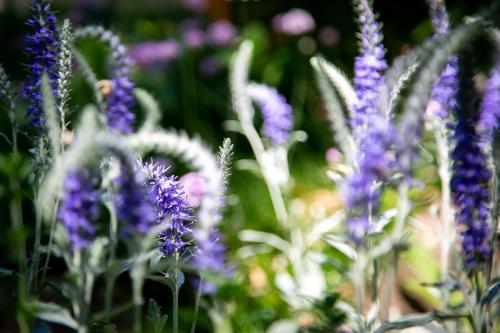 a bunch of purple flowers in a garden at Kikapcsol-LAK in Bogács