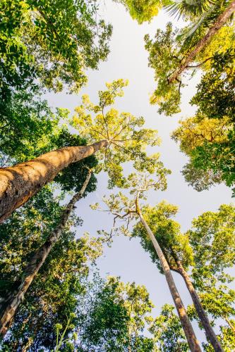 a group of tall trees looking up into the sky at Atremaru Jungle Retreat in Puerto Princesa City