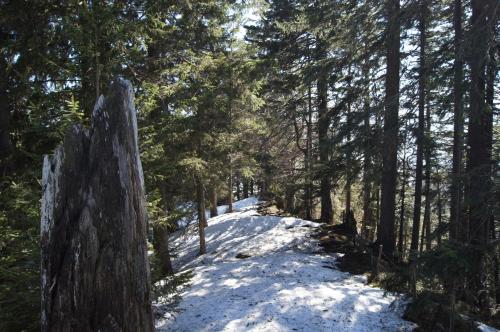 a snow covered trail in a forest with trees at Ferienwohnung Beate in Höchst