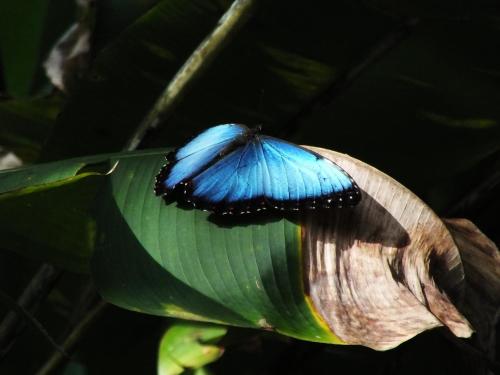 a blue butterfly sitting on a banana leaf at Cabinas Caribe Luna in Cahuita