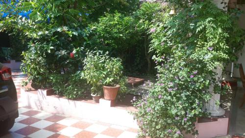 a group of plants in pots on a checkered floor at Sithara Homestay Fort Cochin in Cochin