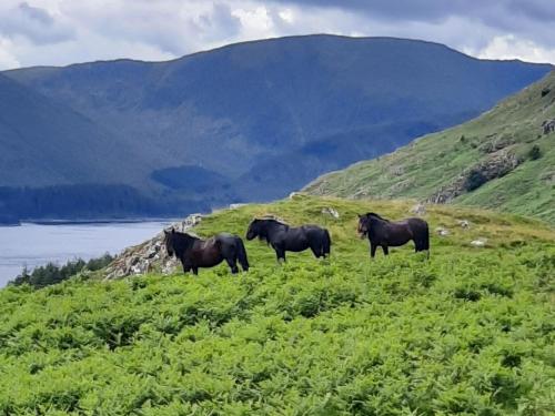 three horses standing on a grassy hill with mountains in the background at Haweswater Cottage in Bampton