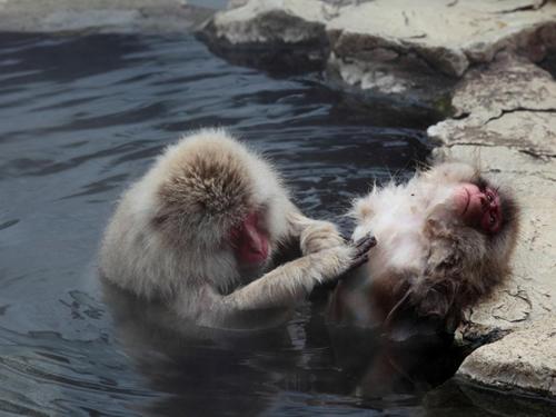 two monkeys playing in the water at a zoo at Hoshikawakan in Yamanouchi