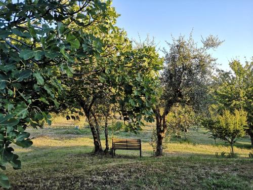 a park bench sitting between two trees in a field at Agriturismo I Ciliegi Appartamento Ginestra in Montignano