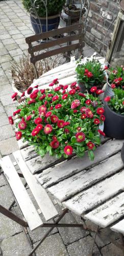 a bunch of red flowers on a wooden table at Bali in Aywaille