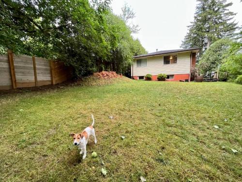a dog standing in the grass in a yard at Adorable 1 Bedroom Suite With Kitchen Fireplace in Cambridge