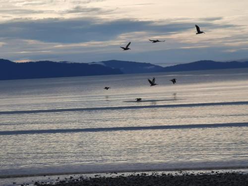 a flock of birds flying over a body of water at Terrazas del Golfo in La Palma