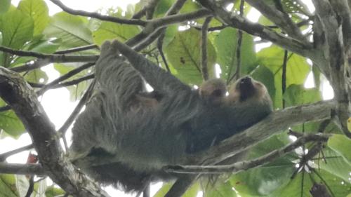 a baby sloth is sitting in a tree at Terrazas del Golfo in La Palma