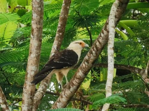 a bird perched on top of a tree branch at Terrazas del Golfo in La Palma