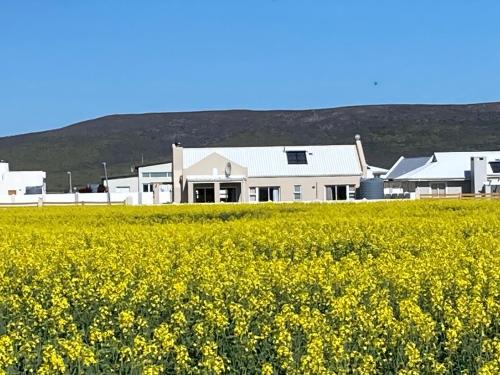 a field of yellow flowers in front of a house at Blessed at Ten76 holiday home in Witsand in Witsand