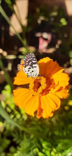 Galería fotográfica de Bageecha B&B- Vaayu en Alibaug