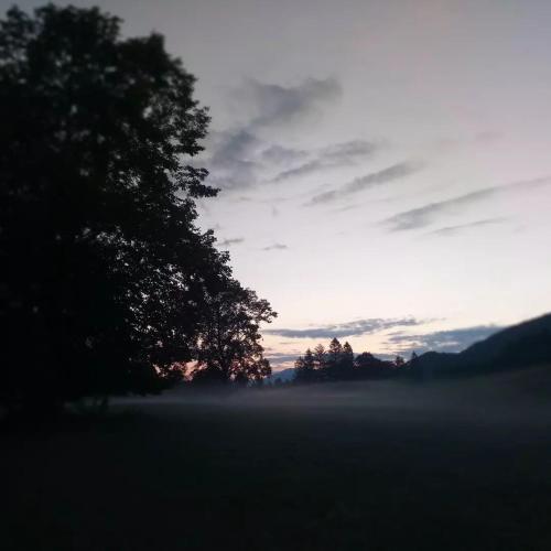 a foggy field with a tree in the foreground at Storie di bosco in Villa Lagarina