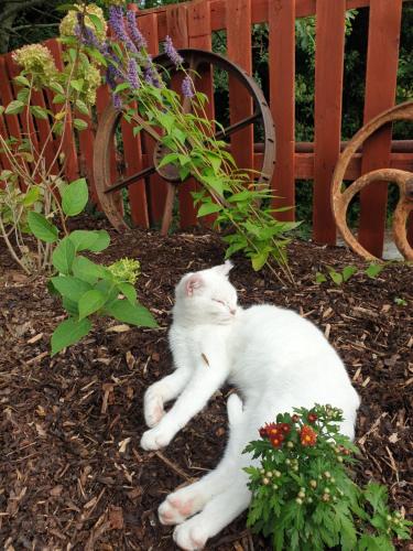 a white cat laying on the ground in a garden at Sallys Cabin in Kilcolgan